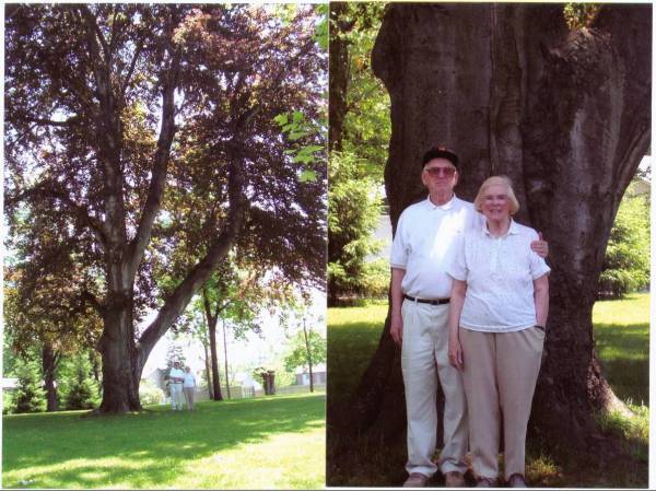 Frank and Peggy Dailey stand under copper beech tree at 52 South Ave. in Brockport NY in 2006.